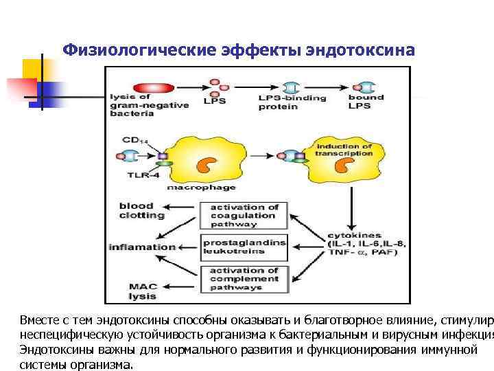 Физиологические эффекты эндотоксина Вместе с тем эндотоксины способны оказывать и благотворное влияние, стимулир неспецифическую