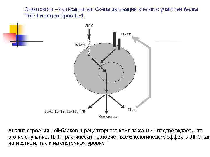 Эндотоксин – суперантиген. Схема активации клеток с участием белка Toll-4 и рецепторов IL-1. Устойчив