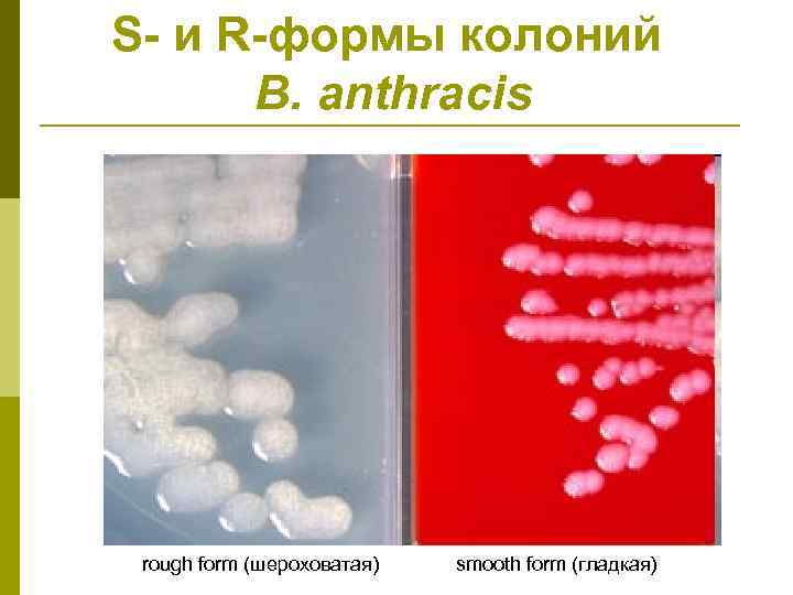 S- и R-формы колоний B. anthracis rough form (шероховатая) smooth form (гладкая) 