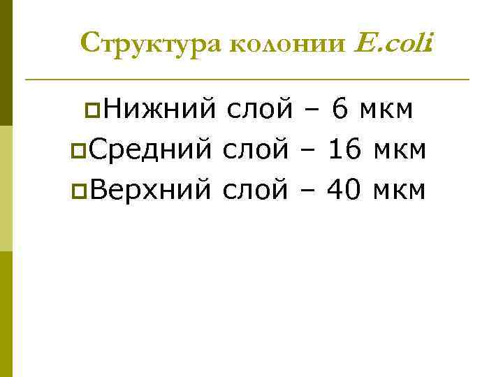 Структура колонии E. coli: p. Нижний слой – 6 мкм p. Средний слой –