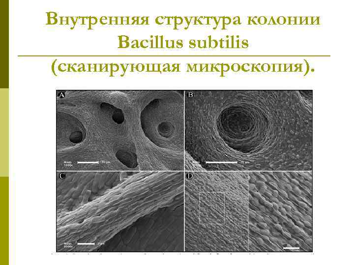 Внутренняя структура колонии Bacillus subtilis (сканирующая микроскопия). 