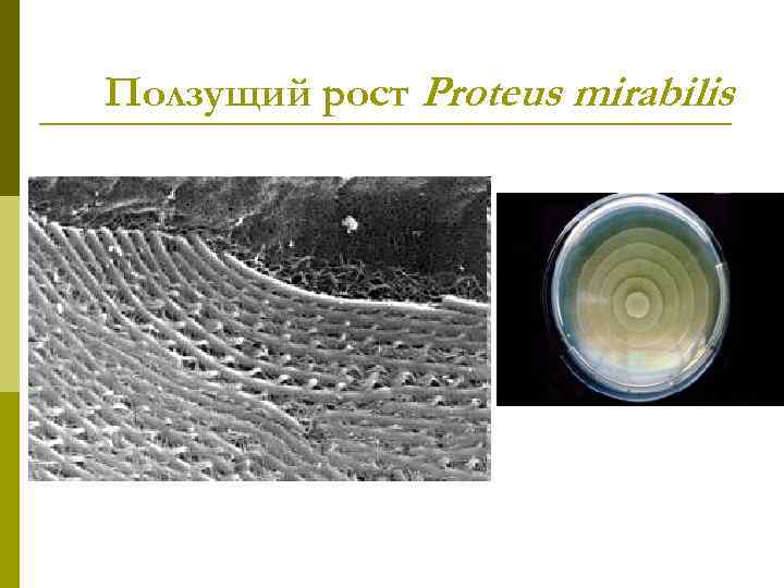Ползущий рост Proteus mirabilis 