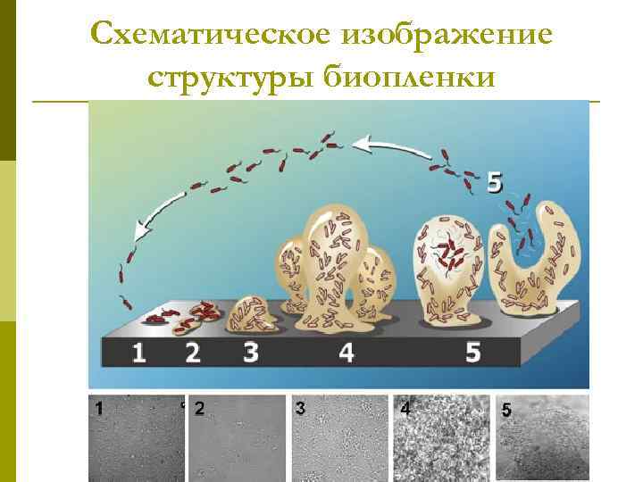 Схематическое изображение структуры биопленки 