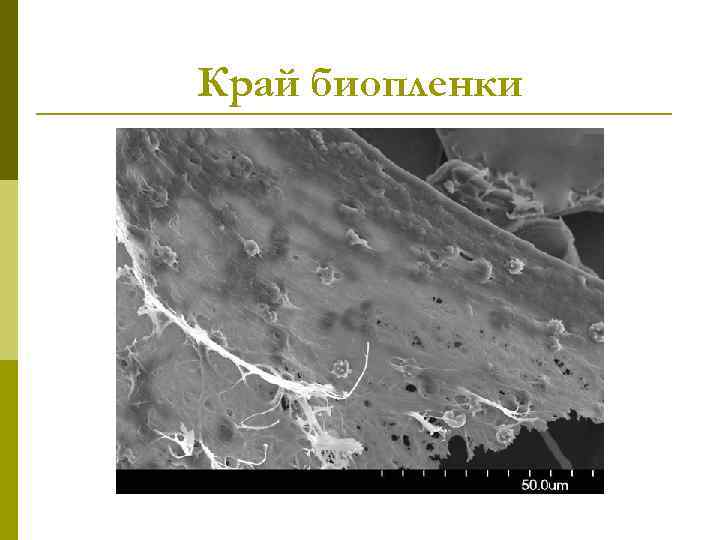 Край биопленки 