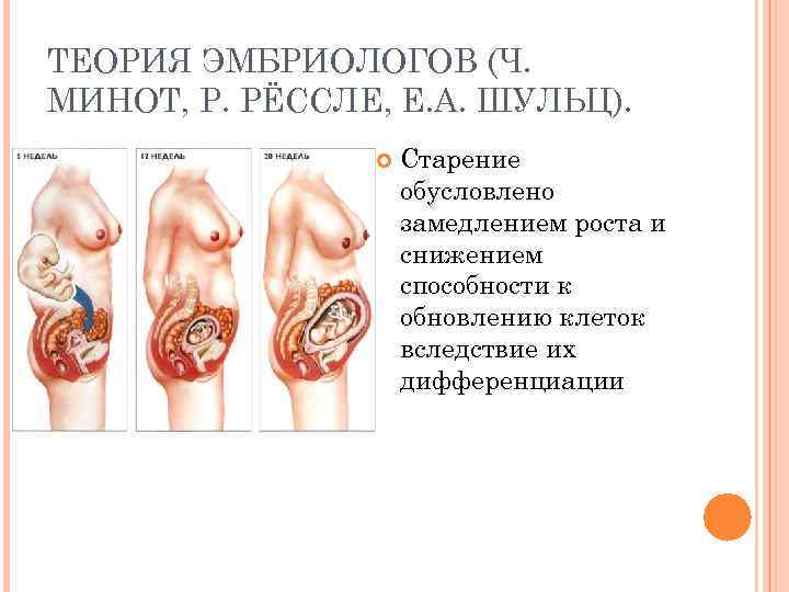 ТЕОРИЯ ЭМБРИОЛОГОВ (Ч. МИНОТ, Р. РЁССЛЕ, Е. А. ШУЛЬЦ). Старение обусловлено замедлением роста и