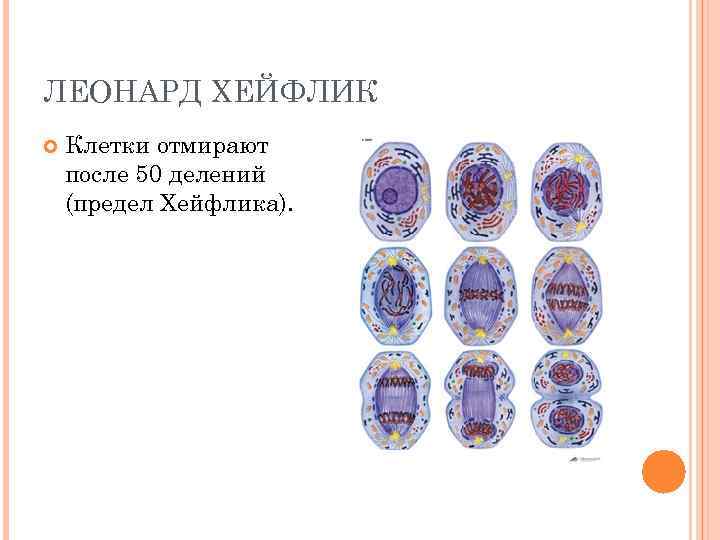 ЛЕОНАРД ХЕЙФЛИК Клетки отмирают после 50 делений (предел Хейфлика). 