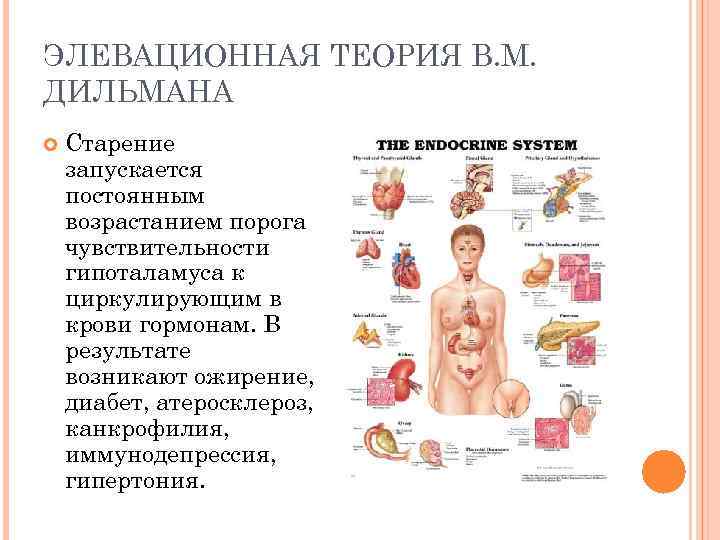 ЭЛЕВАЦИОННАЯ ТЕОРИЯ В. М. ДИЛЬМАНА Старение запускается постоянным возрастанием порога чувствительности гипоталамуса к циркулирующим