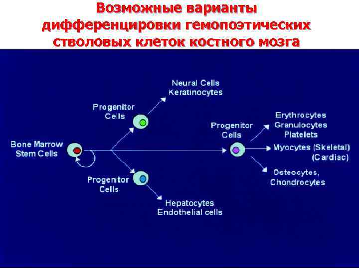 Возможные варианты дифференцировки гемопоэтических стволовых клеток костного мозга 