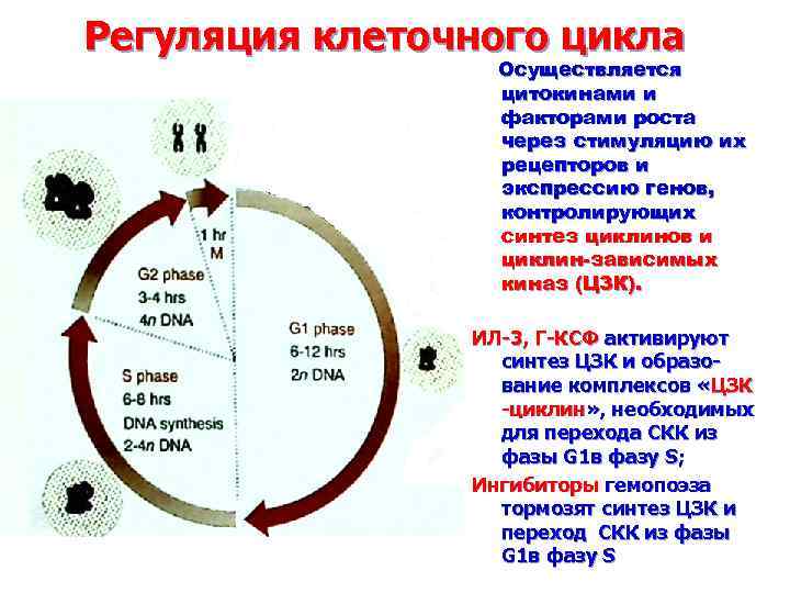 Фазы клеточного цикла рисунок