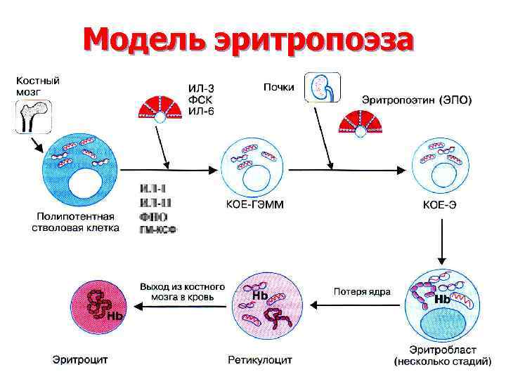 Схема регуляции количества эритроцитов в крови