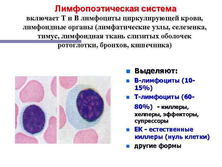 Лимфопоэтическая система включает Т и В лимфоциты циркулирующей крови, лимфоидные органы (лимфатические узлы, селезенка,