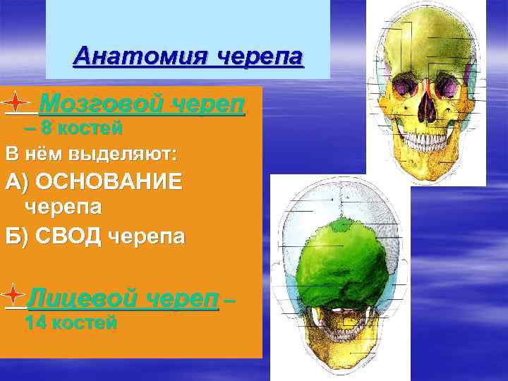 Анатомия черепа Мозговой череп – 8 костей В нём выделяют: А) ОСНОВАНИЕ черепа Б)