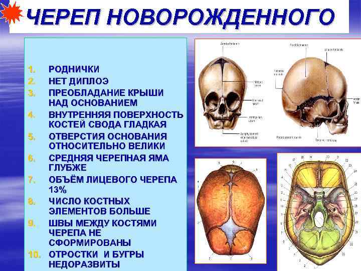 Значение родничков. Роднички черепа анатомия. Внутреннее основание черепа новорожденного. Череп новорожденного анатомия. Кости черепа новорожденного роднички.