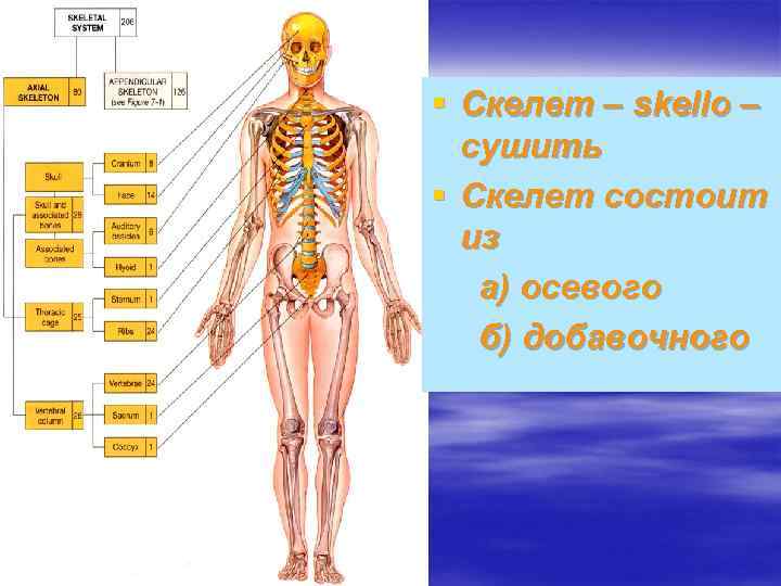 § Скелет – skello – сушить § Скелет состоит из а) осевого б) добавочного