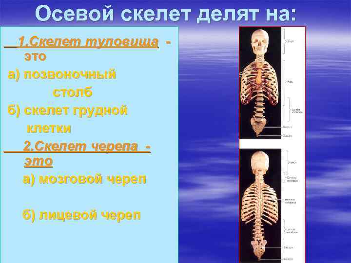 Осевой скелет делят на: 1. Скелет туловища это а) позвоночный столб б) скелет грудной
