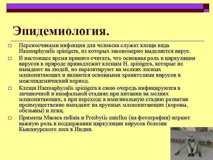 Эпидемиология. o o Переносчиками инфекции для человека служат клещи вида Haemaphysalis spinigera, из которых