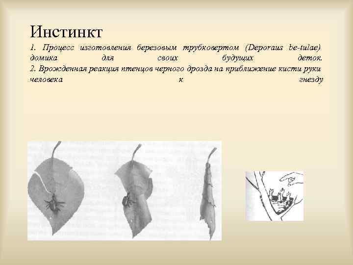 Инстинкт 1. Процесс изготовления березовым трубковертом (Deporaus be-tulae) домика для своих будущих деток. 2.