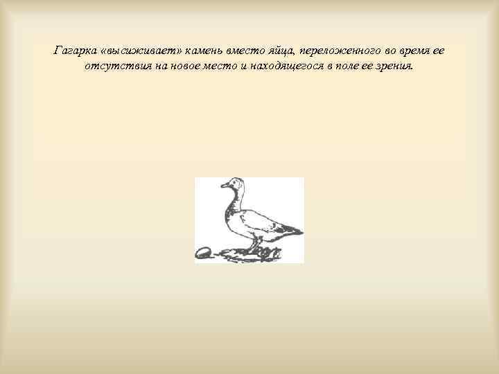 Гагарка «высиживает» камень вместо яйца, переложенного во время ее отсутствия на новое место и