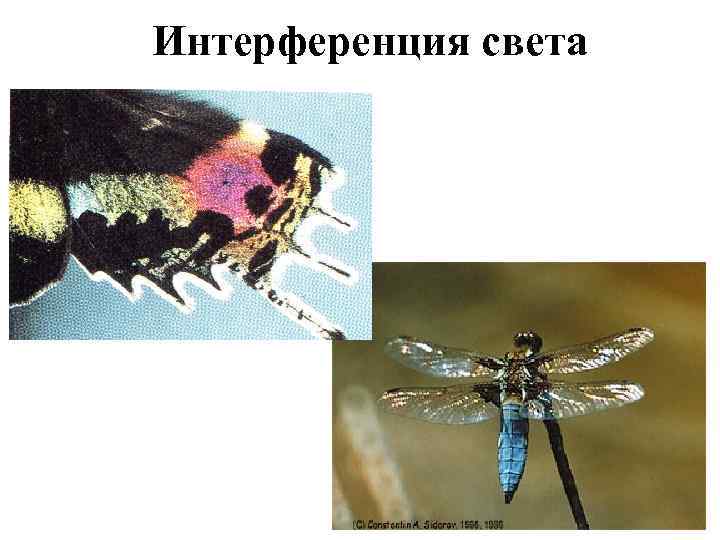 Интерференция света 