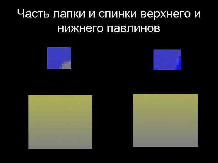 Часть лапки и спинки верхнего и нижнего павлинов 