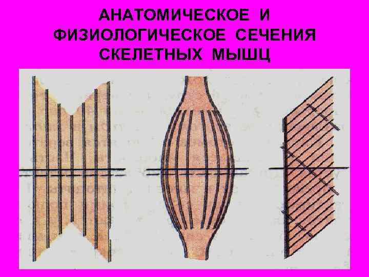 АНАТОМИЧЕСКОЕ И ФИЗИОЛОГИЧЕСКОЕ СЕЧЕНИЯ СКЕЛЕТНЫХ МЫШЦ 