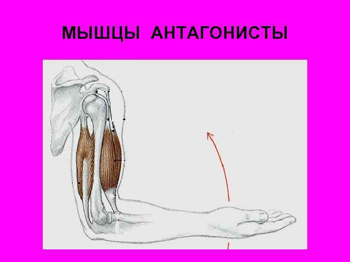 МЫШЦЫ АНТАГОНИСТЫ 