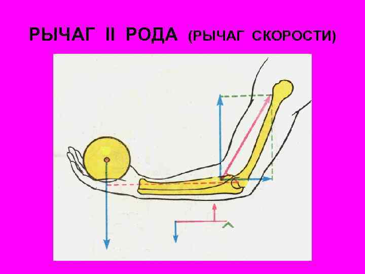 РЫЧАГ II РОДА (РЫЧАГ СКОРОСТИ) 