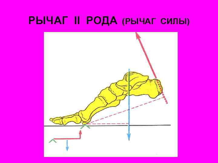 РЫЧАГ II РОДА (РЫЧАГ СИЛЫ) 