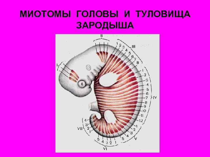 МИОТОМЫ ГОЛОВЫ И ТУЛОВИЩА ЗАРОДЫША 
