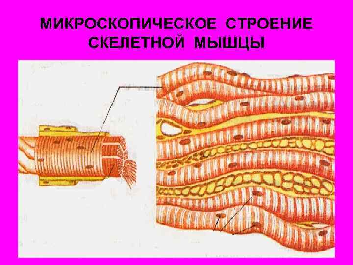 Волокна скелетных мышц под микроскопом