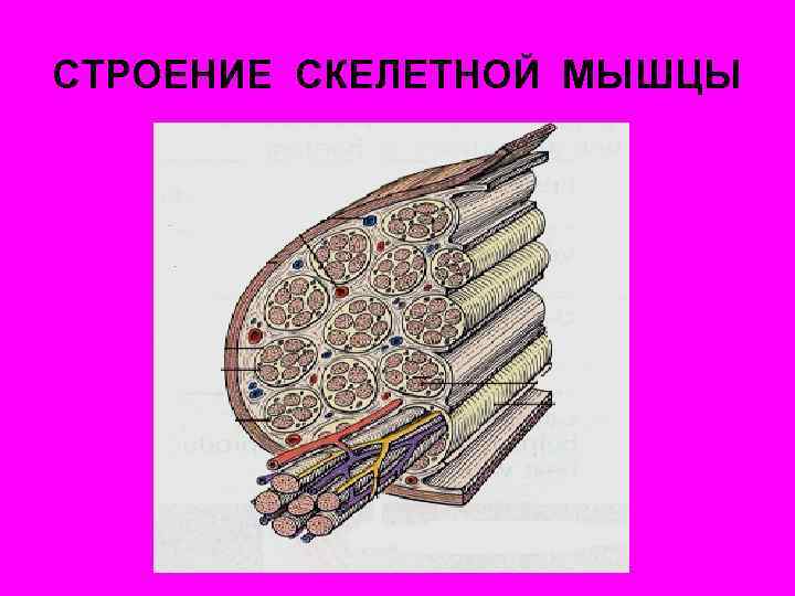 СТРОЕНИЕ СКЕЛЕТНОЙ МЫШЦЫ 
