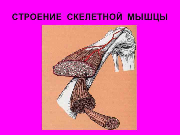 СТРОЕНИЕ СКЕЛЕТНОЙ МЫШЦЫ 