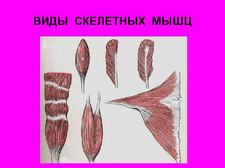 ВИДЫ СКЕЛЕТНЫХ МЫШЦ 