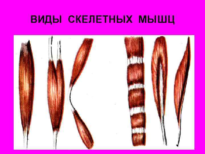 ВИДЫ СКЕЛЕТНЫХ МЫШЦ 