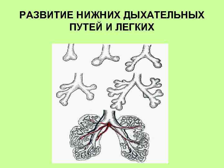 На примере 2 х любых органов дыхательной системы докажите взаимосвязь строения органа и его функции