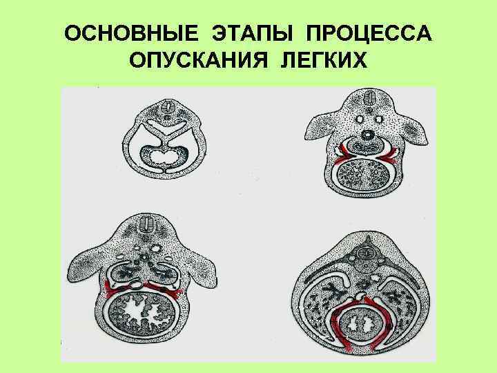 ОСНОВНЫЕ ЭТАПЫ ПРОЦЕССА ОПУСКАНИЯ ЛЕГКИХ 