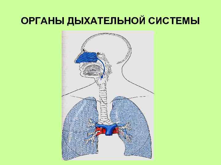 ОРГАНЫ ДЫХАТЕЛЬНОЙ СИСТЕМЫ 