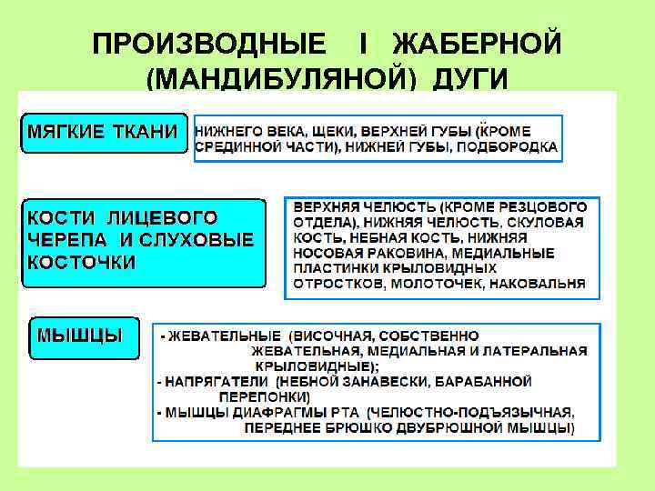 ПРОИЗВОДНЫЕ I ЖАБЕРНОЙ (МАНДИБУЛЯНОЙ) ДУГИ 