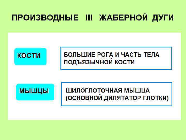 ПРОИЗВОДНЫЕ III ЖАБЕРНОЙ ДУГИ 