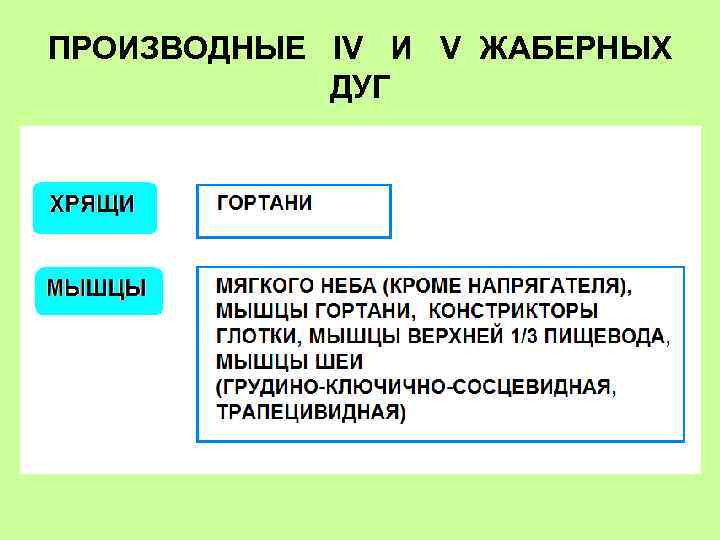 ПРОИЗВОДНЫЕ IV И V ЖАБЕРНЫХ ДУГ 