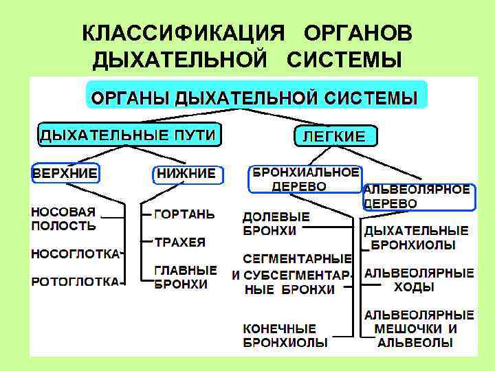 Общий план строения и функции дыхательной системы