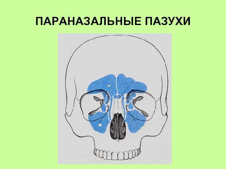 Проекция пазух. Придаточные пазухи черепа. Параназальные пазухи анатомия. Околоносовые пазухи рисунок.