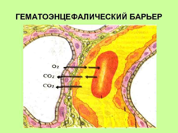 ГЕМАТОЭНЦЕФАЛИЧЕСКИЙ БАРЬЕР 