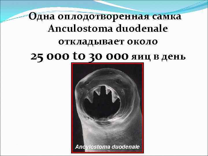 Одна оплодотворенная самка Anculostoma duodenale откладывает около 25 000 to 30 000 яиц в