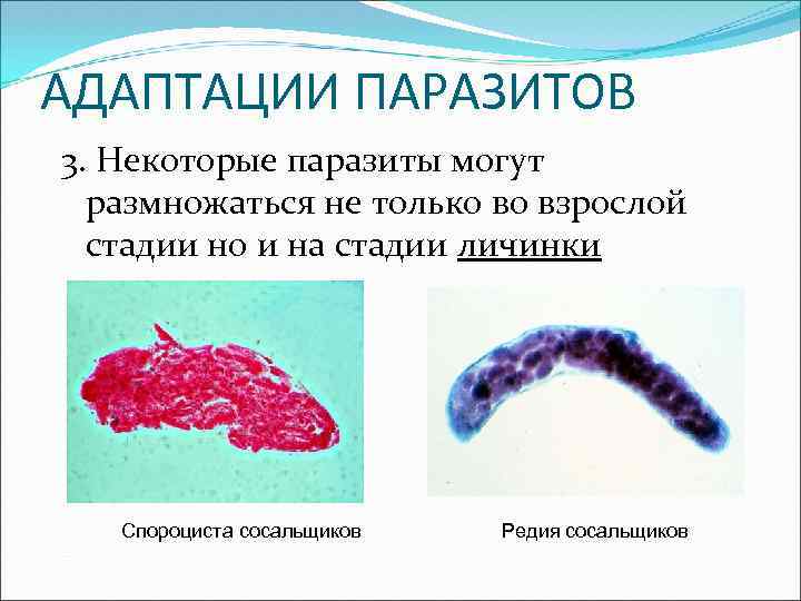 АДАПТАЦИИ ПАРАЗИТОВ 3. Некоторые паразиты могут размножаться не только во взрослой стадии но и