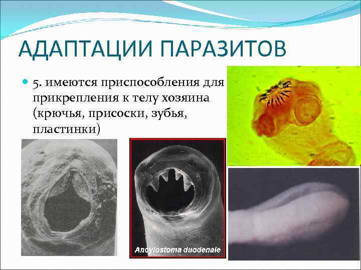 АДАПТАЦИИ ПАРАЗИТОВ 5. имеются приспособления для прикрепления к телу хозяина (крючья, присоски, зубья, пластинки)