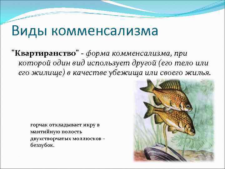 Виды комменсализма 