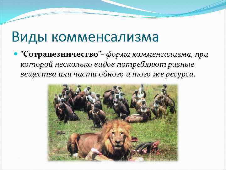 Виды комменсализма 