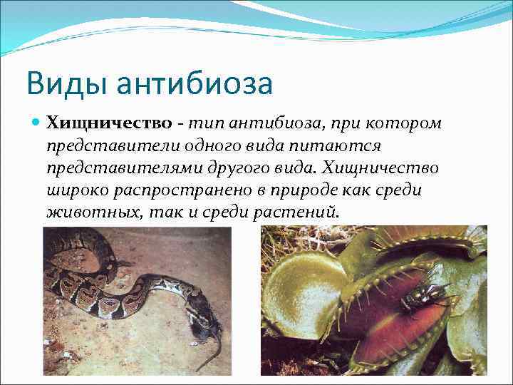 Виды антибиоза Хищничество - тип антибиоза, при котором представители одного вида питаются представителями другого