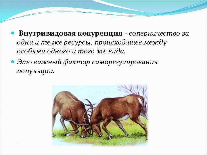  Внутривидовая кокуренция - соперничество за одни и те же ресурсы, происходящее между особями